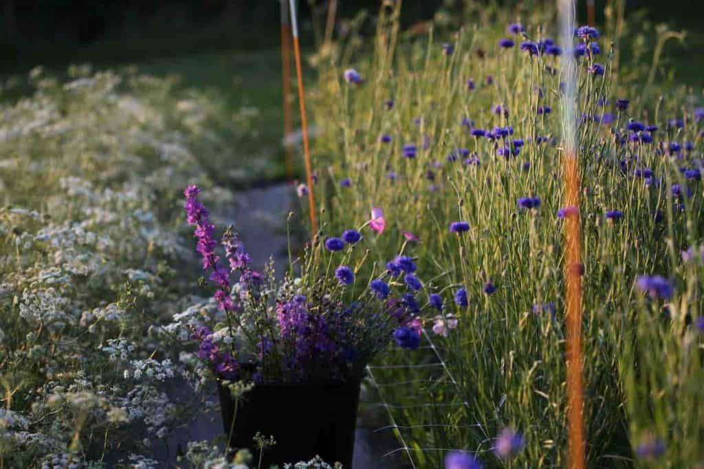 hardy annuals in the garden