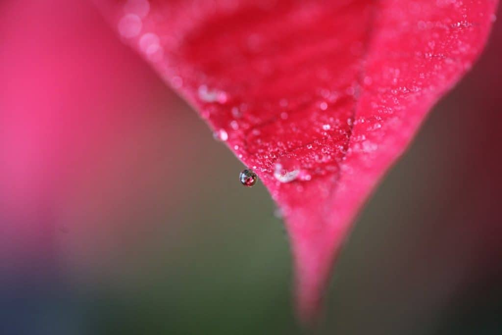 water droplets on a red poinsettia leaf
