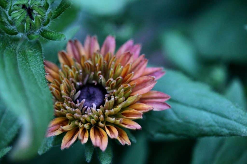 muted orange and green shades of a rudbeckia Sahara flower growing in the garden
