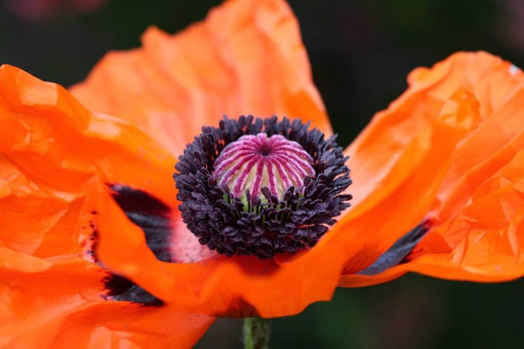 orange oriental poppy bloom with crinkled tissue paper-like petals