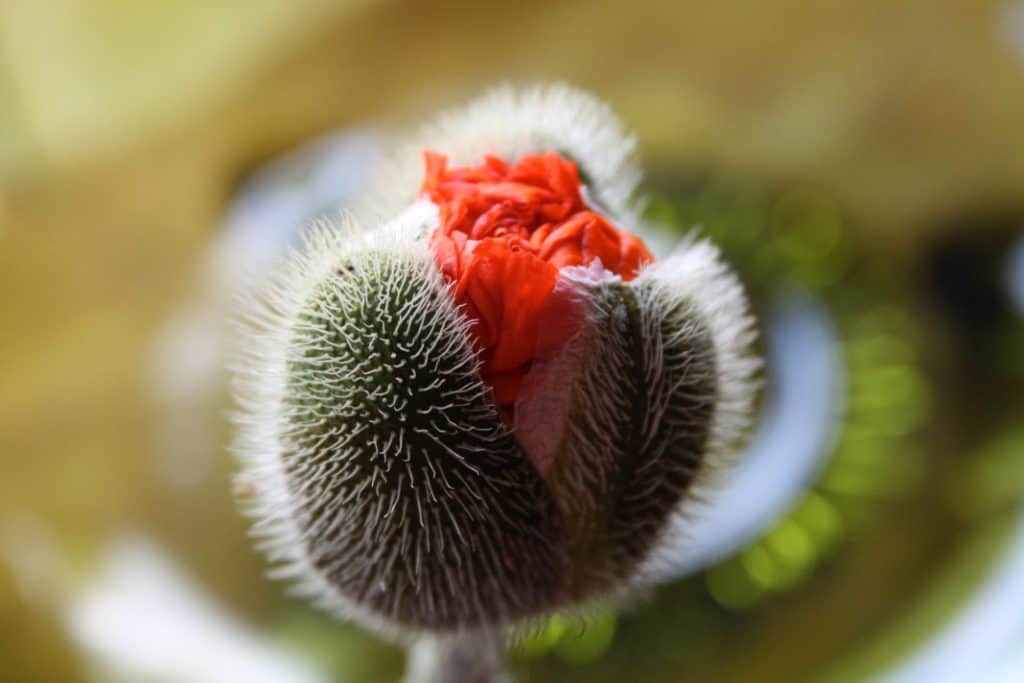 oriental poppy bud in cracked bud stage against a blurred background