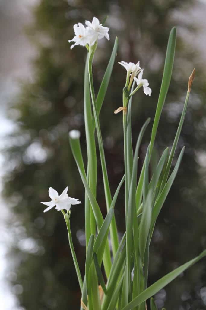 paperwhite blooms and stems against a blurred green background