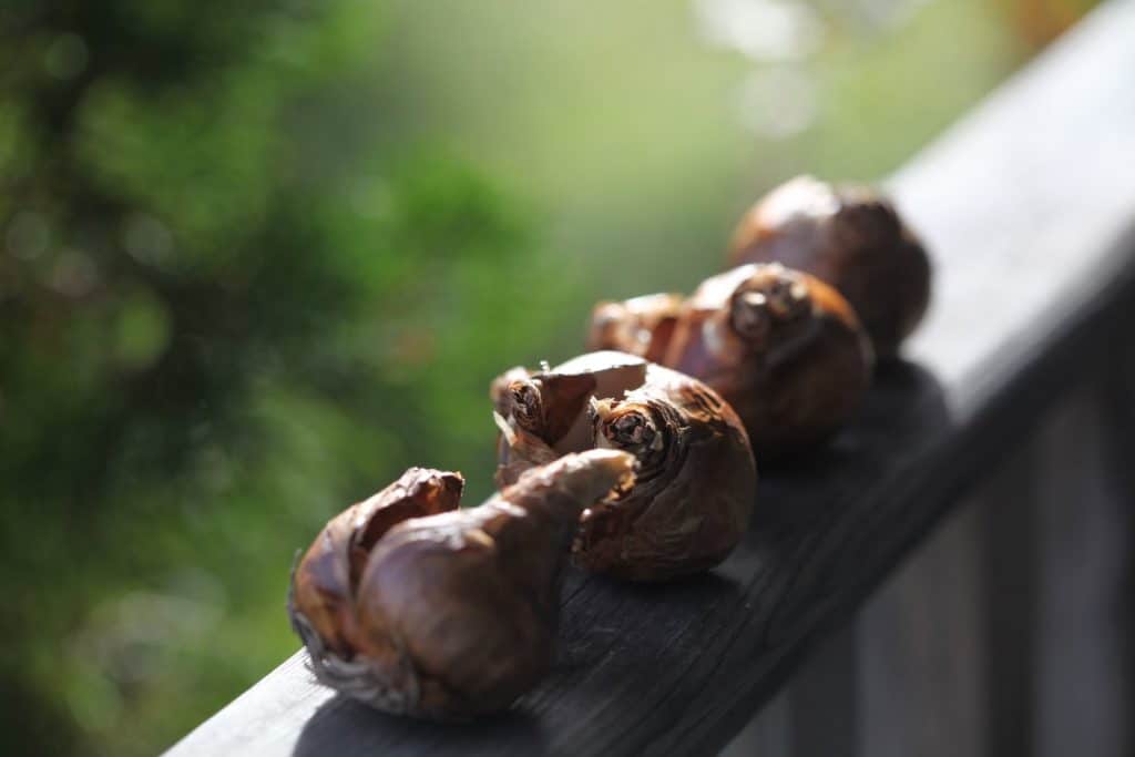 paper white bulbs before planting, on a wooden railing, showing how to plant paperwhites