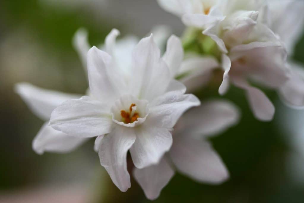 paperwhite blooms against a blurred background