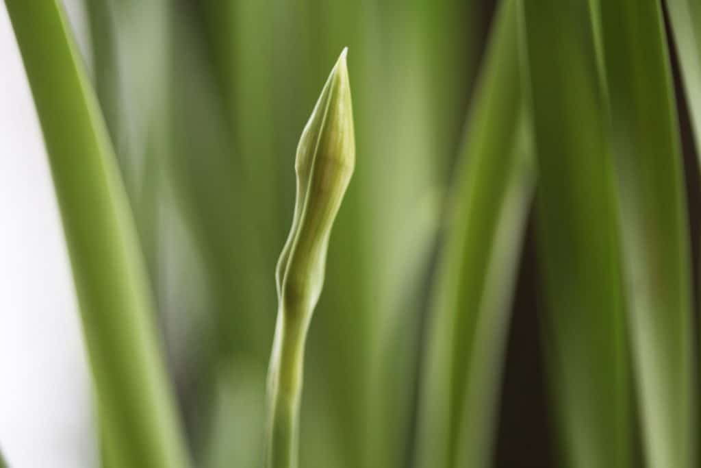 green paperwhite flower bud, with green stems and leaves in the background