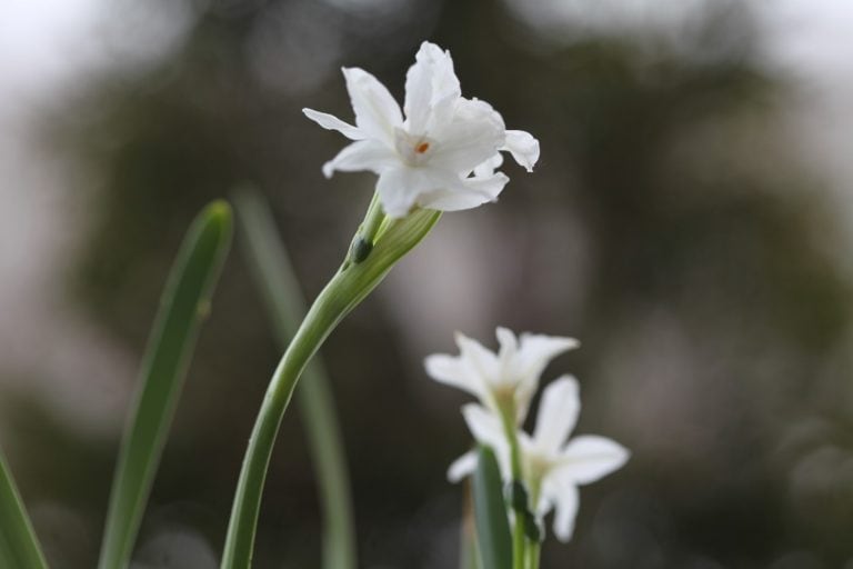 How To Plant Paperwhites Planting And Care Farmhouse & Blooms