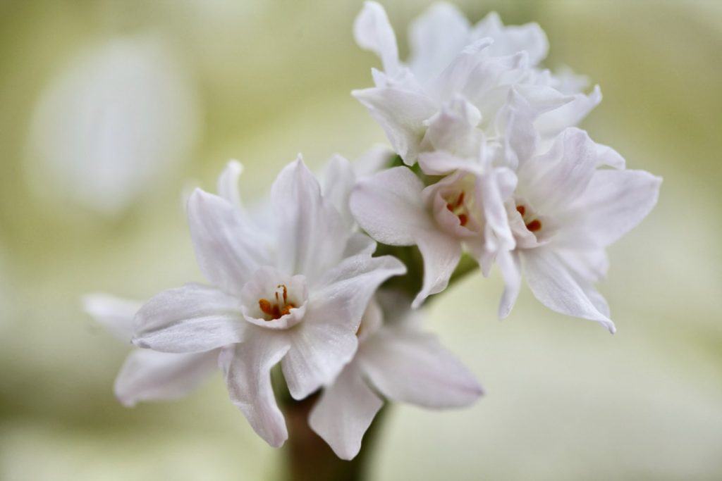 a cluster of white paper white blooms against a blurred background