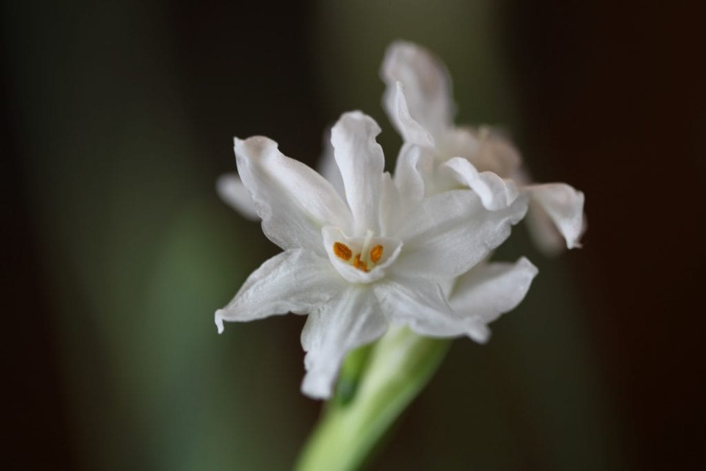  tiny white daffodil flowers known as paperwhites