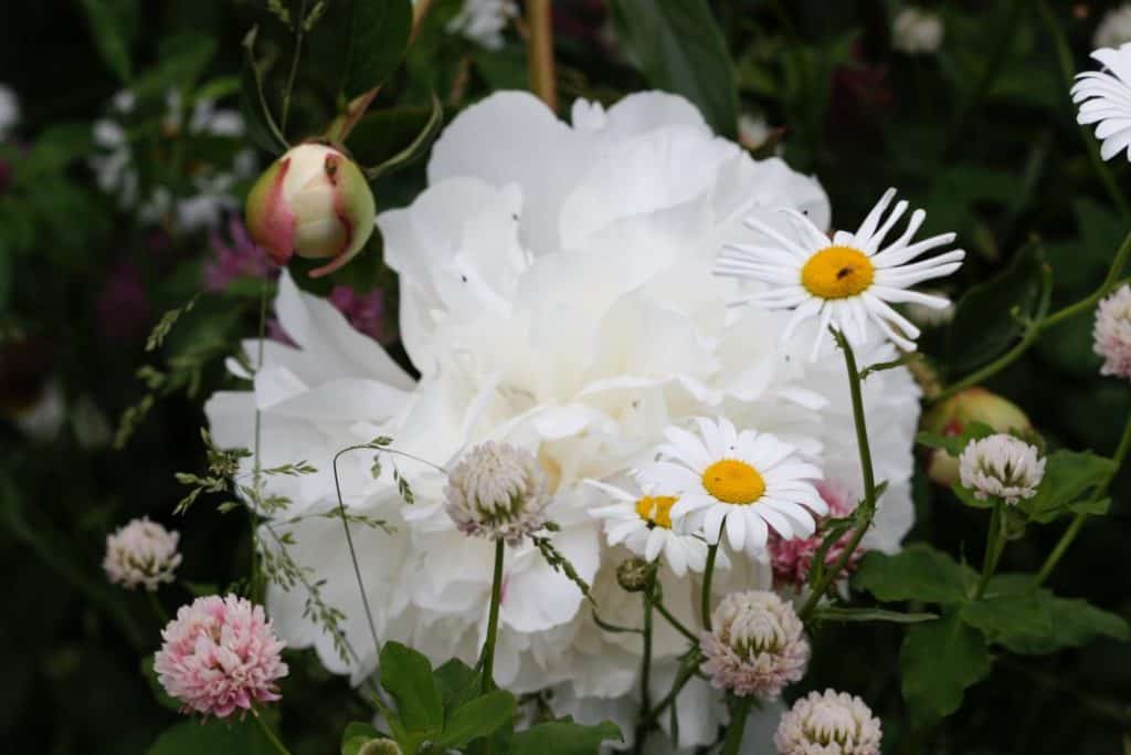 peonies in the garden amongst wildflowers and weeds