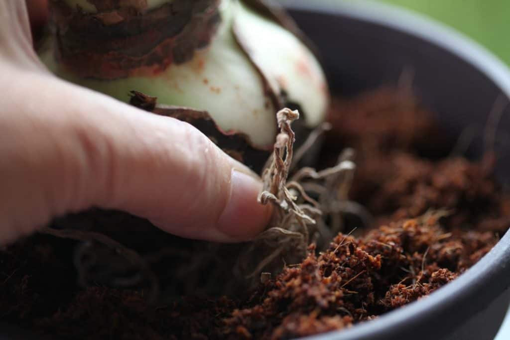 a hand placing an Amaryllis bulb in the a pot of coconut coir