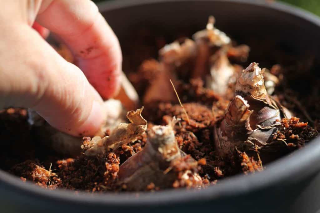 a hand planting bulbs into planting medium, showing how to plant paperwhites