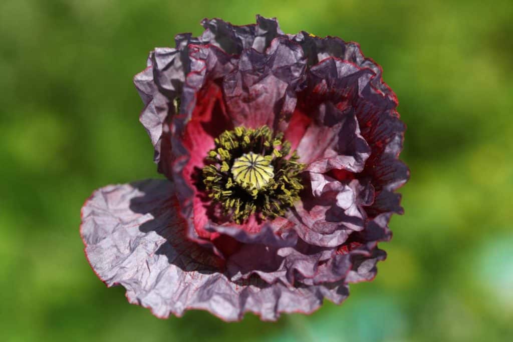 a purple amazing grey poppy against a blurred green background