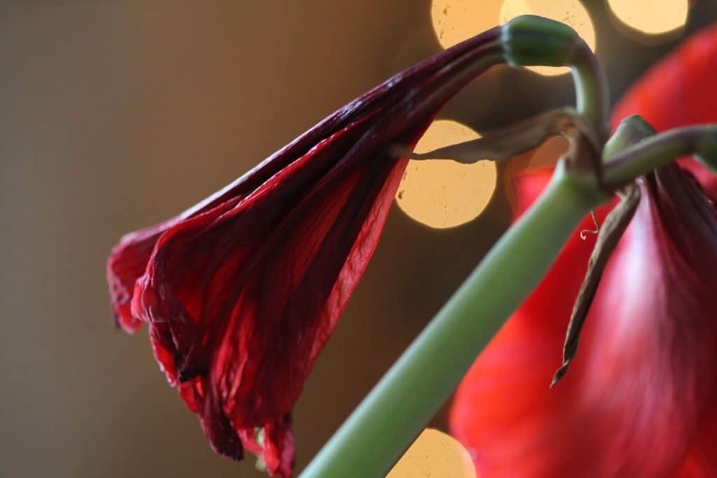 red spent bloom on an Amaryllis plant