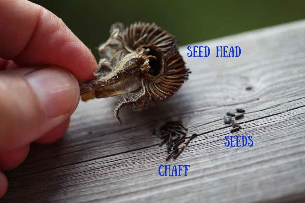 a hand holding a rudbeckia seed head, seeds and chaff on a wooden railing