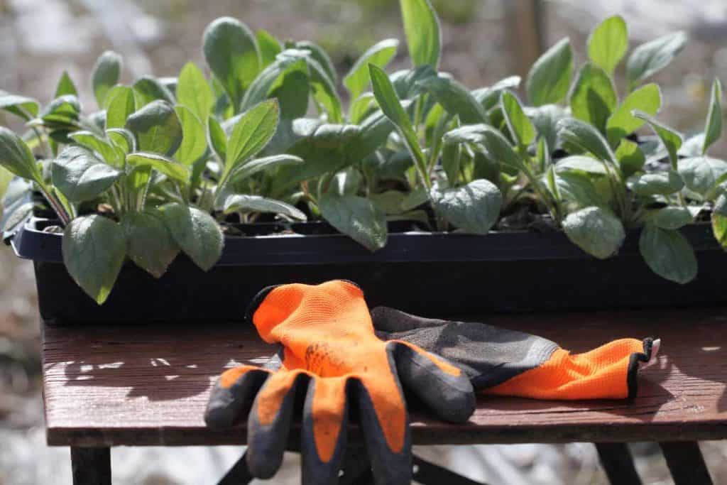 rudbeckia seedlings in a cell tray on a table ready to be planted into the garden, orange gloves on the table in front of the plants