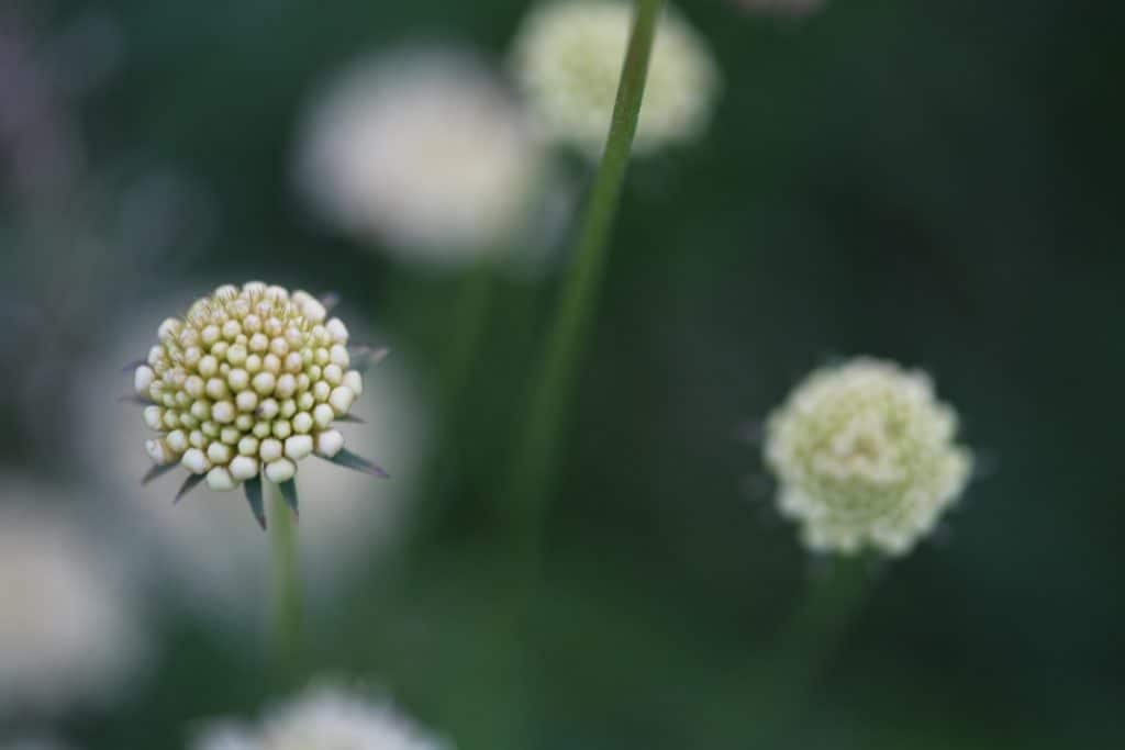 cream coloured scabiosa  blooms in the garden