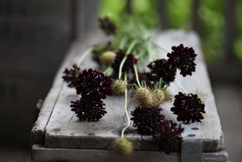 scabiosa flowers on an old wooden crate