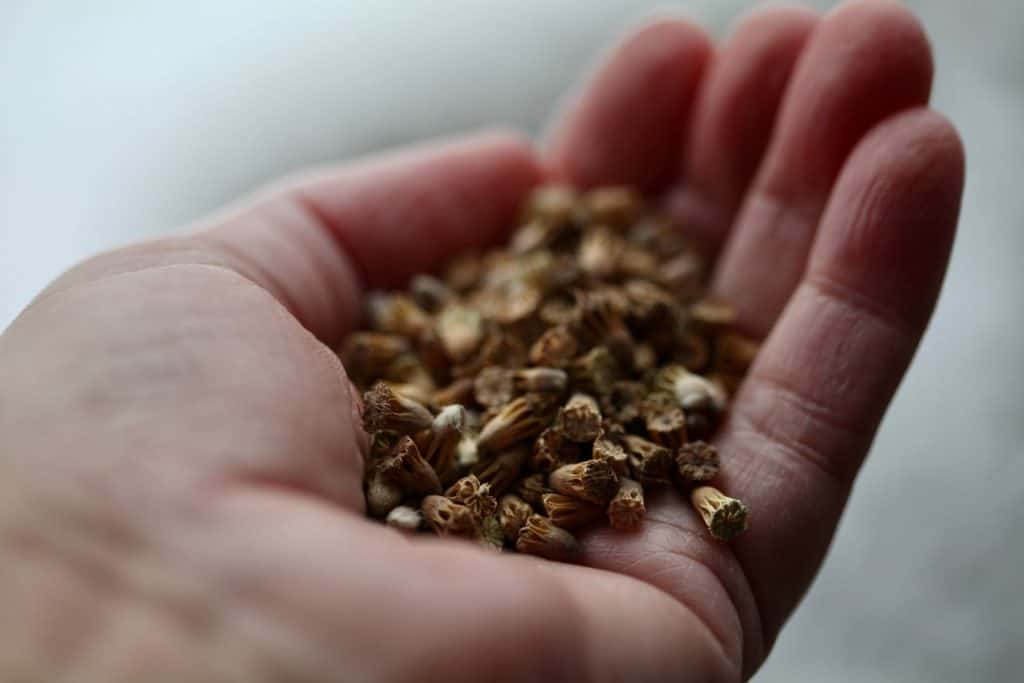  a hand holding scabiosa seeds - Scabiosa stellata 