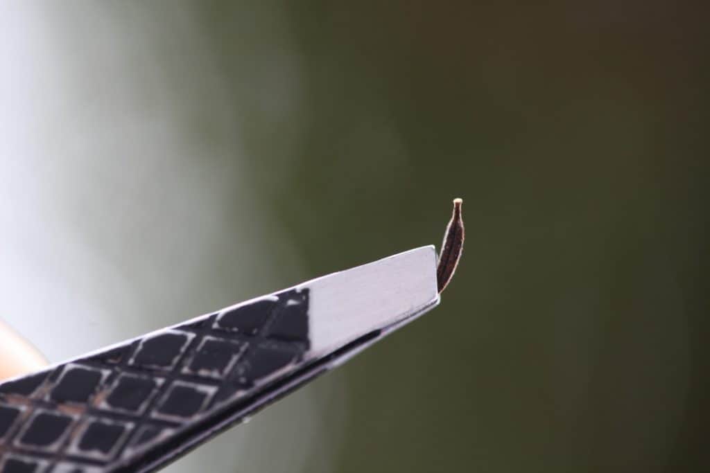 tweezers holding a cosmos seed against a blurred background