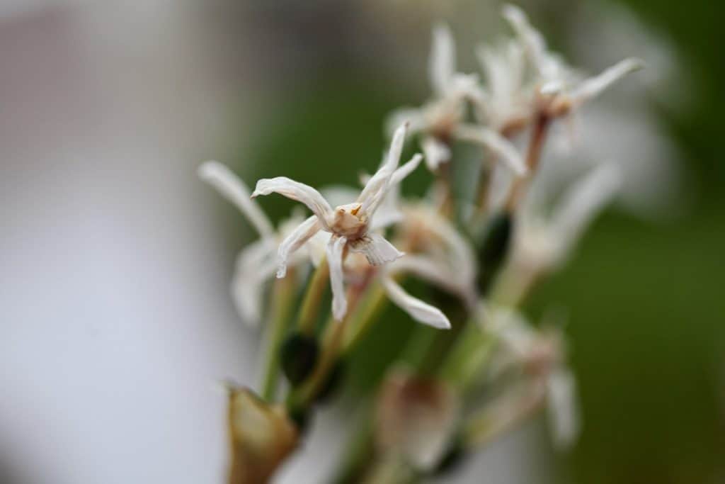 spent paper white blooms after they have finished blooming