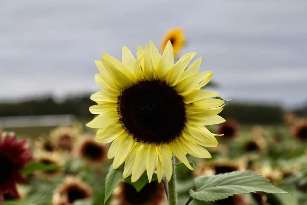 a bright yellow sunflower in a sea of sunflowers