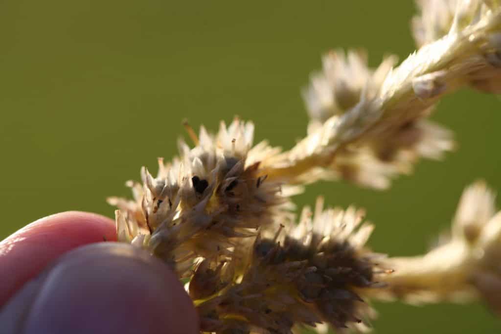 a hand holding a dried celosia flower with a heart shaped seed