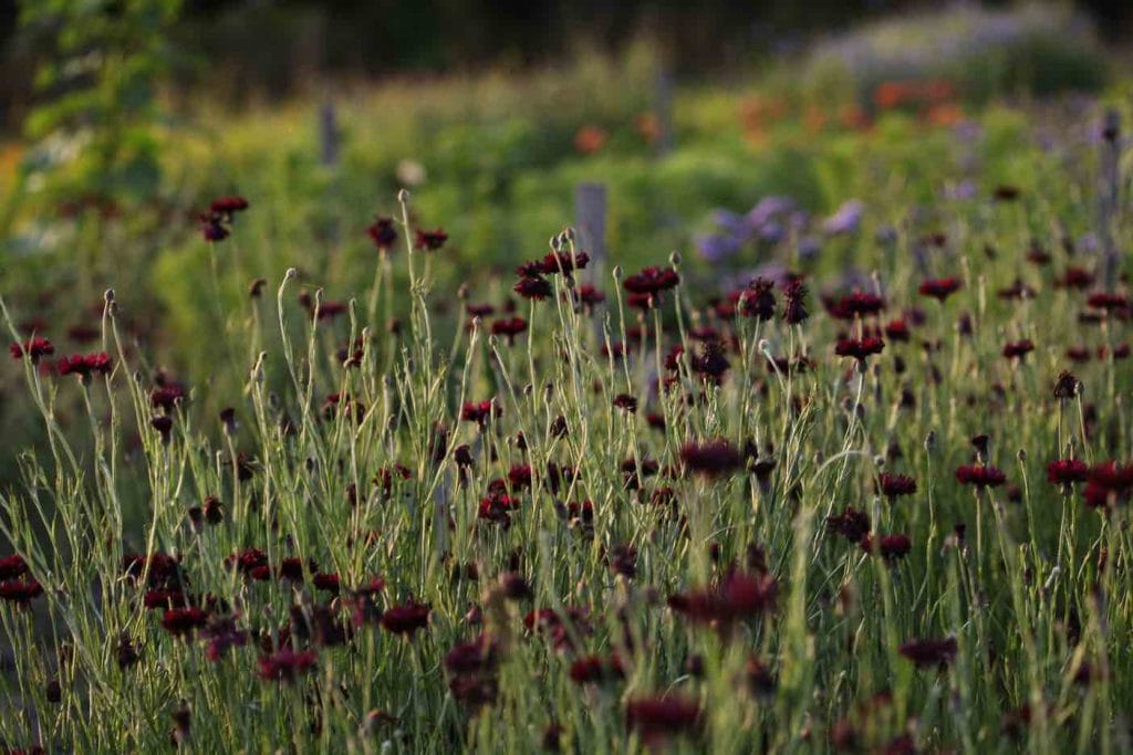 dark burgundy bachelor buttons in the garden