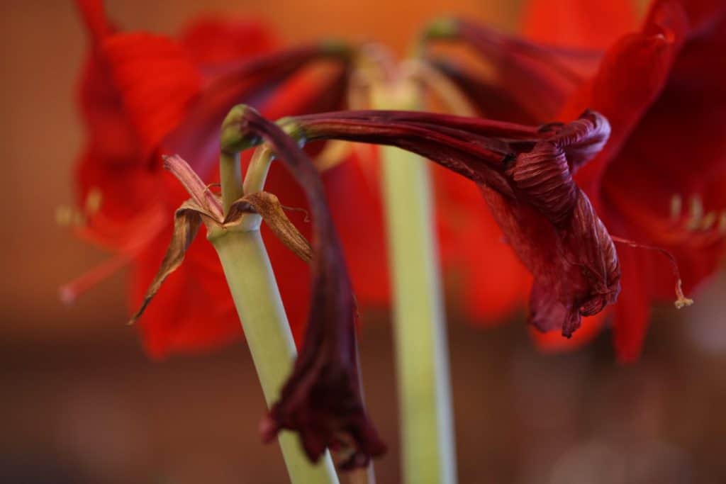 spent red Amaryllis blooms on a stem, with freshly blooming second stem in the background