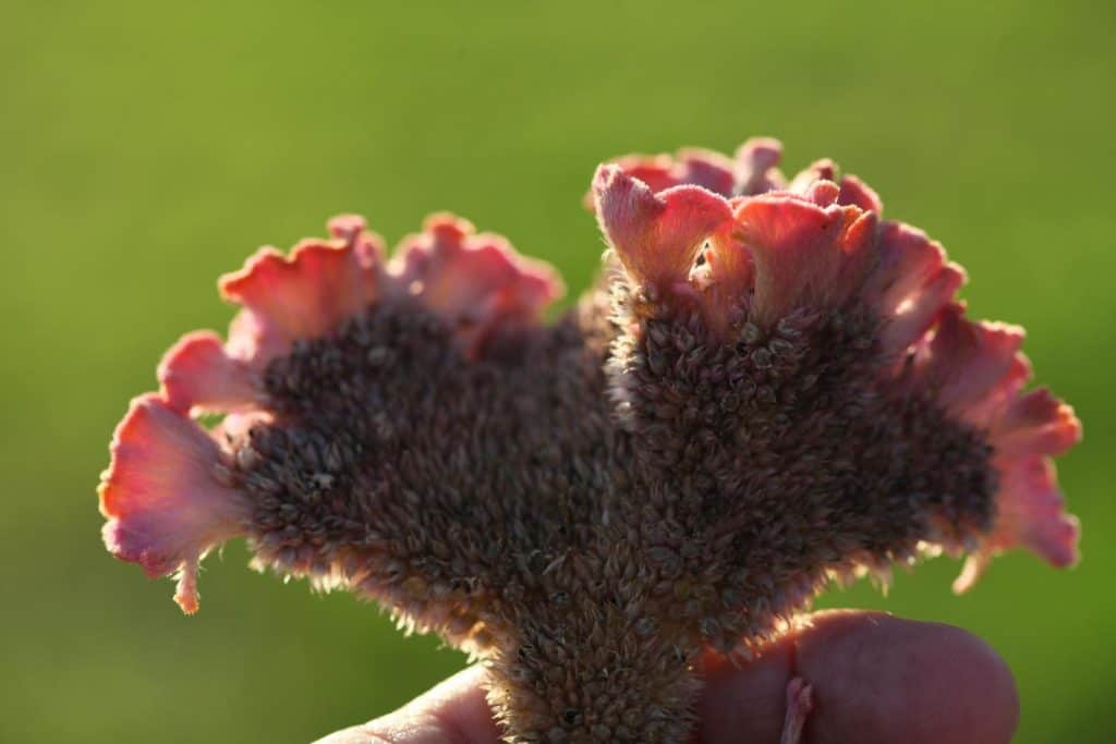 spent celosia bloom full of seeds against a blurred green background