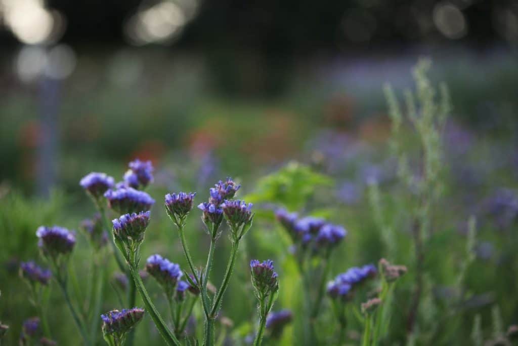 statice growing in the garden