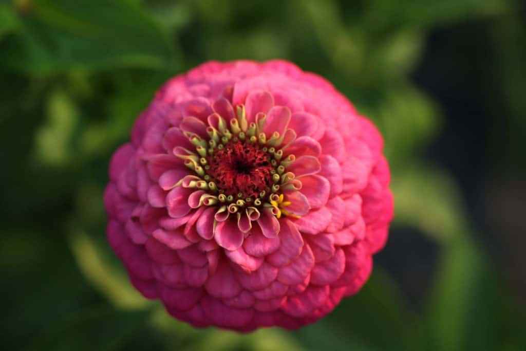 a pink zinnia in the garden