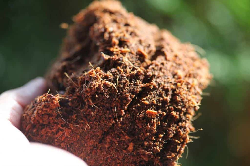 a hand holding coconut coir after rehydration