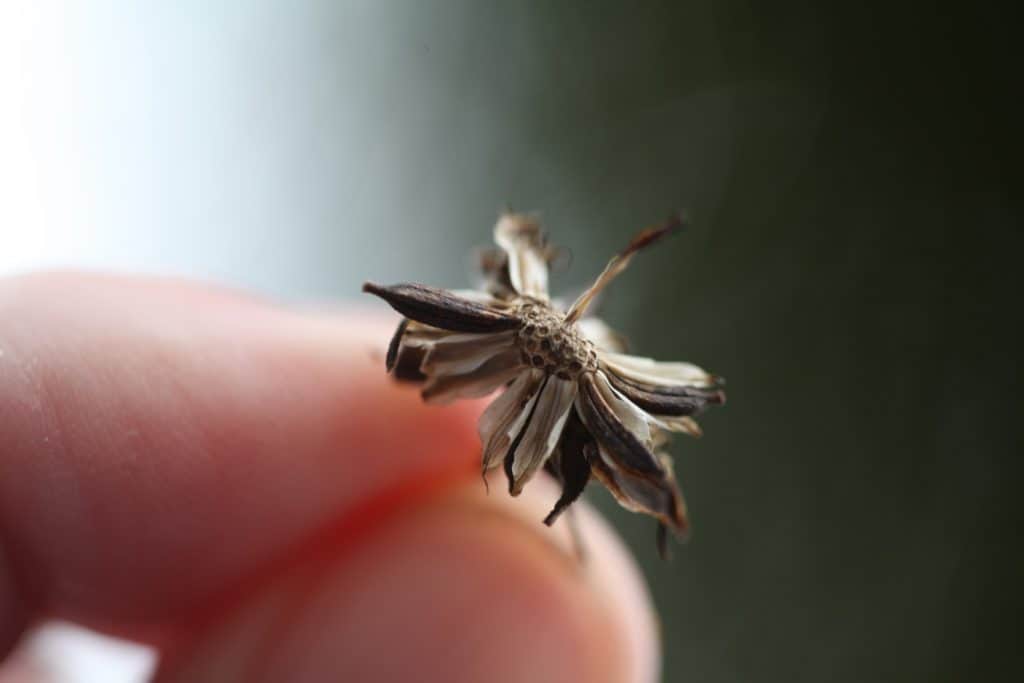 a hand holding a cosmos seed head