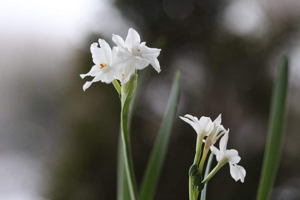 clusters of paperwhite blooms