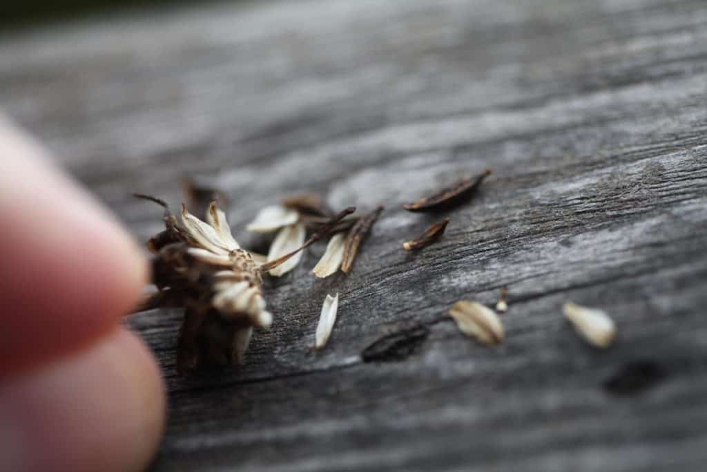 a hand holding a cosmos seed head on a wooden railing, demonstrating that the seeds and chaff fall out easily from the seed head