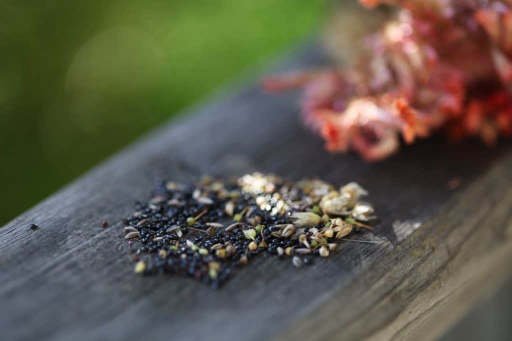 celosia seeds and flowers on a wooden railing