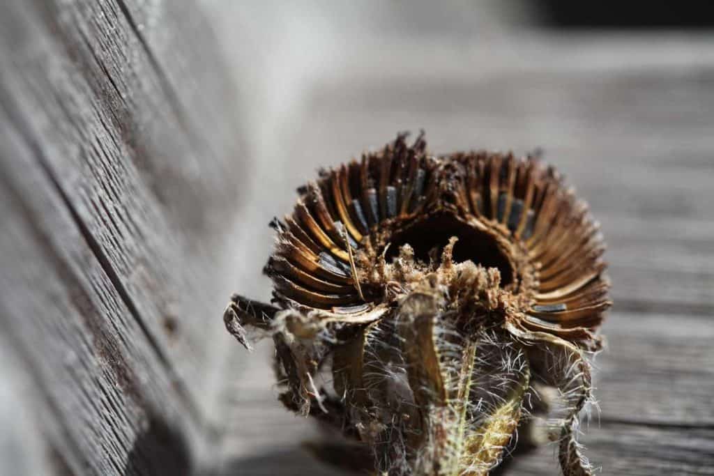 the seeds on Black Eyed Susans are inside the seed head- here is a cross section to show the seeds inside, and showing how to save Black Eyed Susan seeds