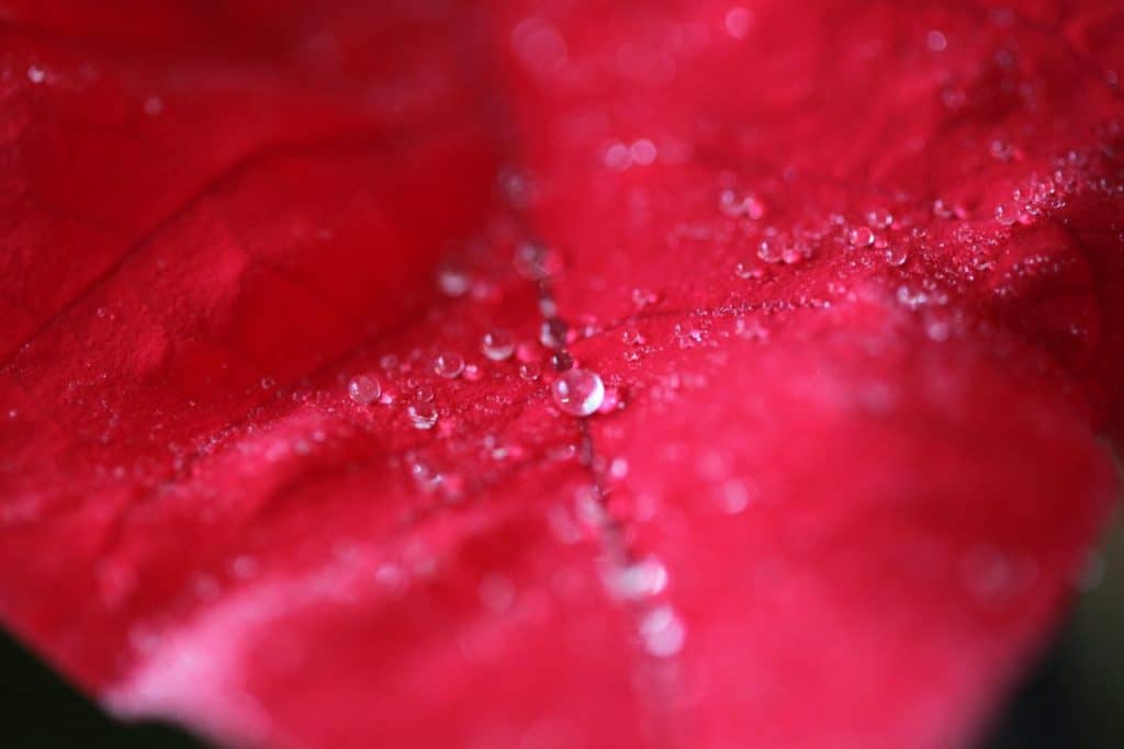tiny droplets of water on a red poinsettia leaf