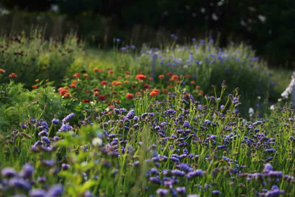 many colourful annual flowers growing in the garden, some of the best annual flowers for cutting