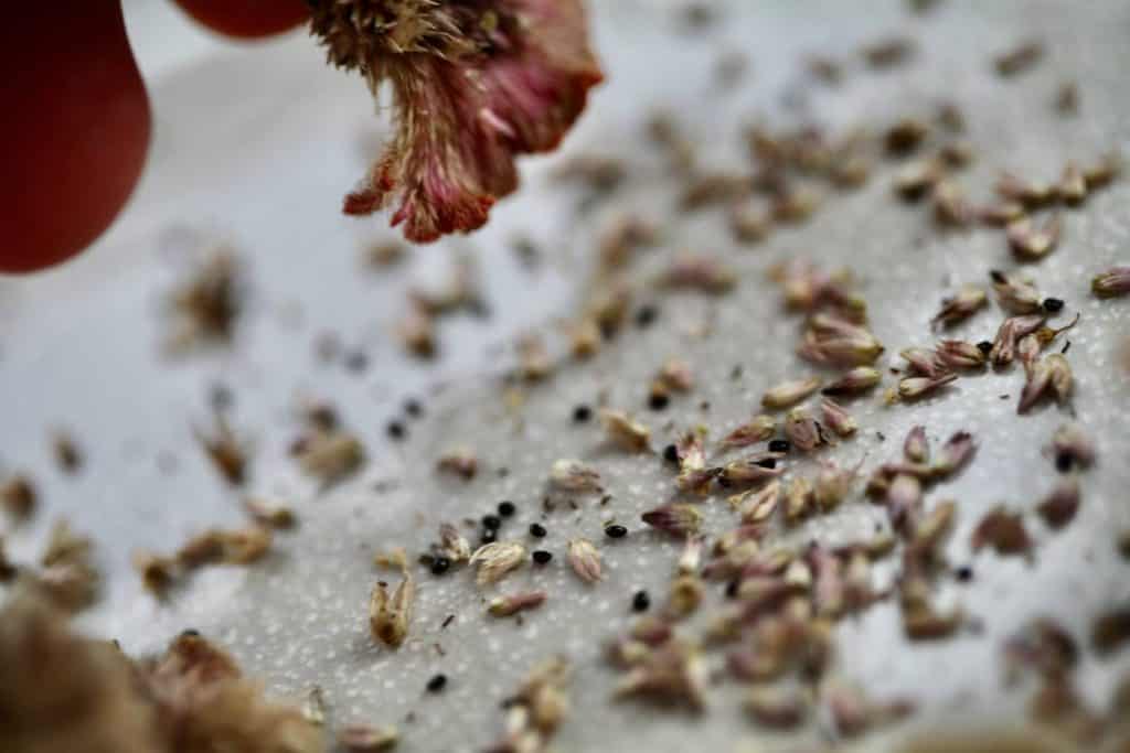 celosia seeds and chaff in a bowl