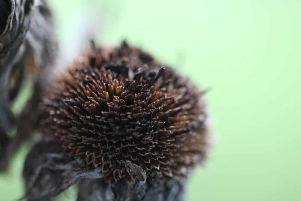 a closeup of a Rudbeckia seed pod at maturity