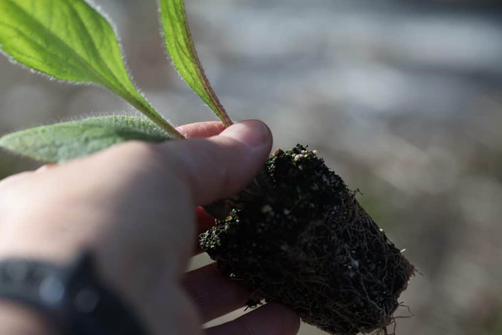 a hand transplanting a rudbeckia seedling into the garden