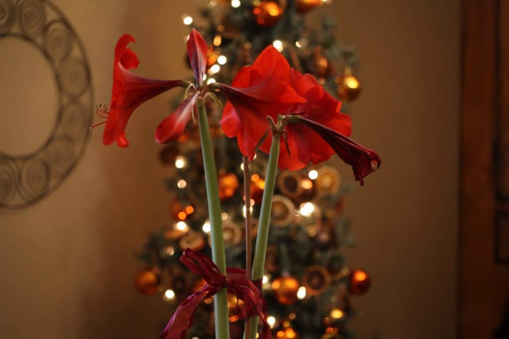 two stems with red Amaryllis blooms - notice one stem has buds, while the other has spent flowers