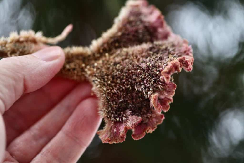 a hand holding a spent pink celosia bloom