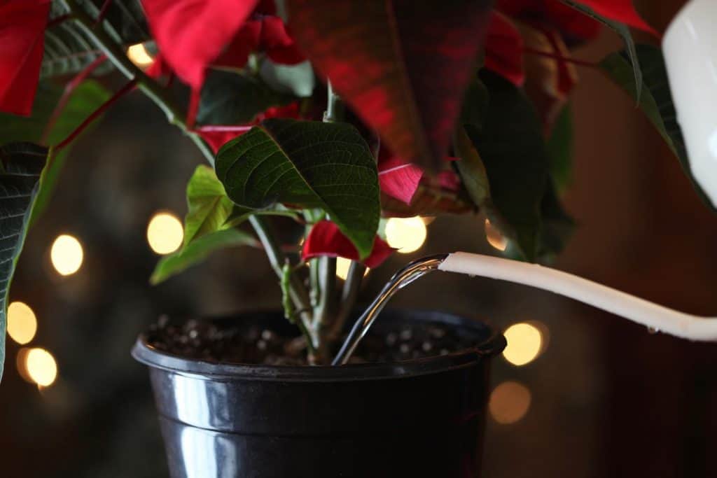 a red poinsettia in a pot being watered with a white watering can spout
