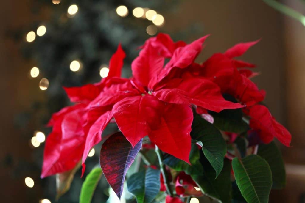 a healthy red and green poinsettia in front of a Christmas tree with white lights