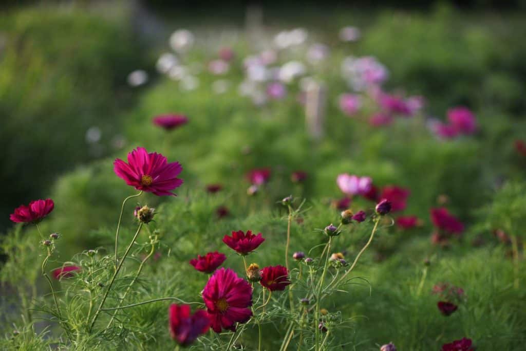 deep pink cosmos growing in the garden