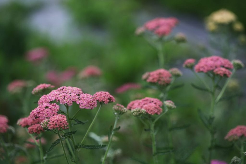 pink yarrow growing in the garden