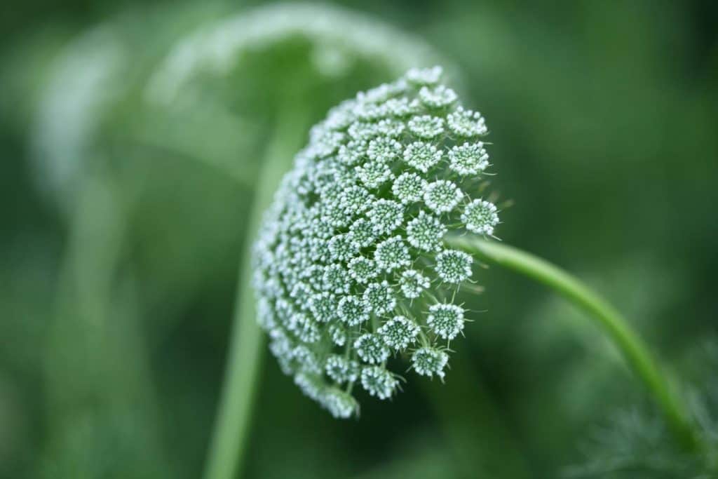 "Green Mist" Ammi Visnaga growing in the garden