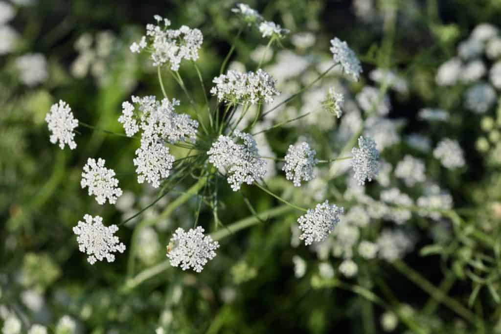 white Ammi majus blooms in the garden